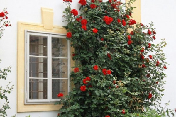 Календарь ухода за плетистыми розами 2019 по сезонам и месяцам 