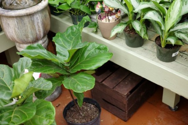 Адаптация комнатных растений после покупки. Как ухаживать за растениями после покупки?