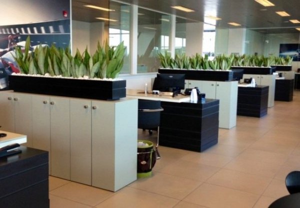 Лучшие неприхотливые растения для офиса. Список комнатных с фото и описанием 