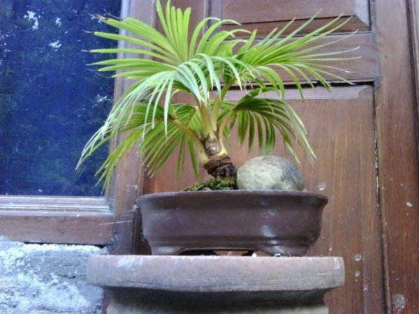 Настоящие кокосовые пальмы в домашних условиях с фото и видео 
