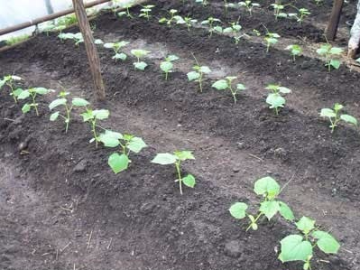 Выращивание огурцов на шпалере в открытом грунте с фото и видео 