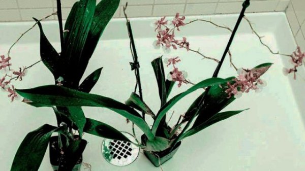 Как поливать орхидею в домашних условиях? Особенности полива в определенное время развития. Фото 