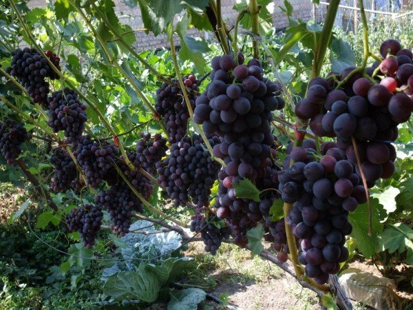 Пересадка винограда осенью как и когда проводить, можно ли, особенности для разных типов 
