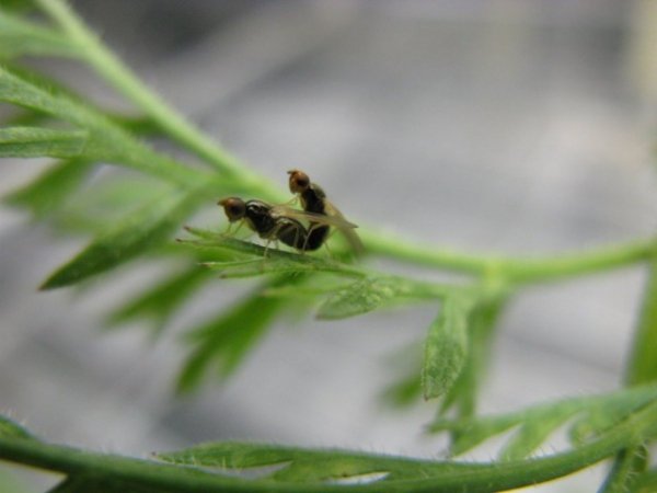 Морковная муха фото как с ней бороться народные средства 