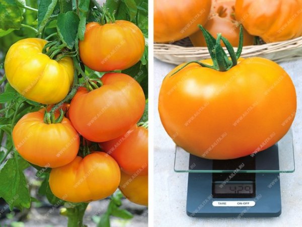 Лучшие сорта помидоров для любой погоды с фото и видео 