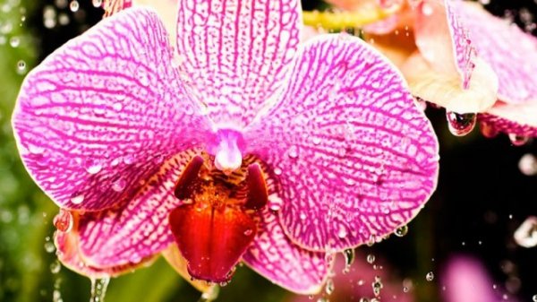Как поливать орхидею в домашних условиях? Особенности полива в определенное время развития. Фото