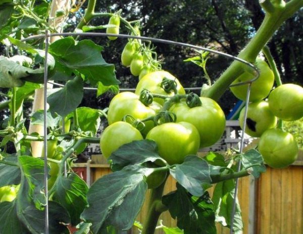 Как вырастить рассаду помидоров в домашних условиях - способы 