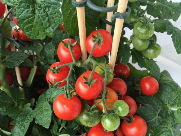 Какие семена помидоров выбрать - характеристики сортов с фото 