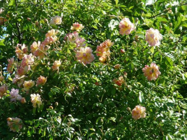 Розы клаймеры фото и ТОП-10 писаний сортов, посадка и уход 