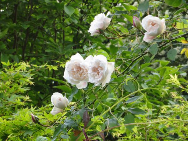 Розы клаймеры фото и ТОП-10 писаний сортов, посадка и уход 