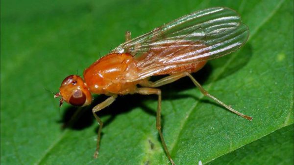 Морковная муха фото как с ней бороться народные средства 