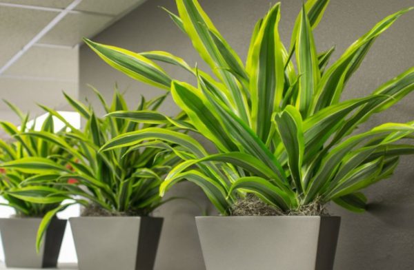Лучшие растения для рабочего кабинета - ТОП-5 с фото и описанием 