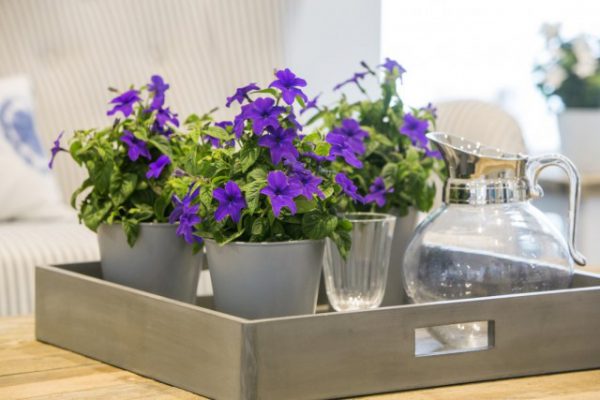 Лучшие комнатные растения с простыми цветками. Классические цветы с фото и описанием 