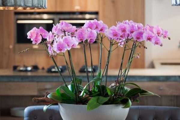 Красивоцветущие комнатные растения - список названий с фото 