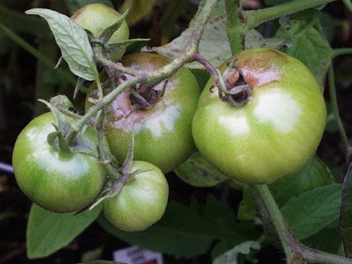 Заболевания помидоров и методы борьбы с ними + видео 