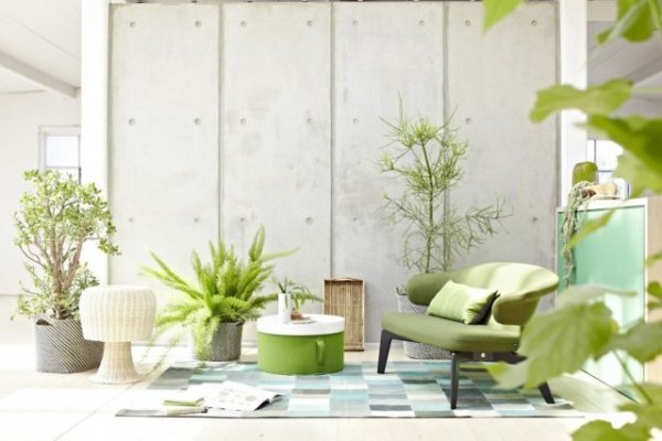 Подбор комнатных растений, подходящих к условиям в вашем доме 