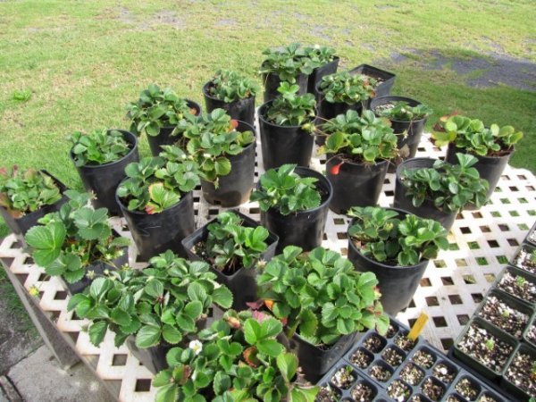 Выращивание клубники - посадка и уход в открытом грунте 