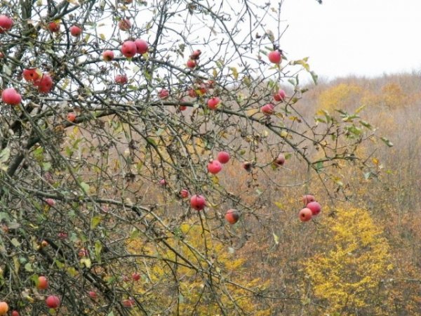 Календарь ухода за яблоней по месяцам 2019 года 