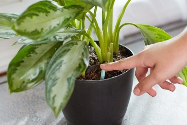 Как удобрять комнатные растения правильно - советы с фото и видео 