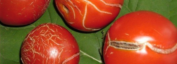 Заболевания томатов и методы борьбы с ними, фото и видео