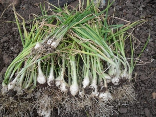 Зимний лук - секреты выращивания и свежий репчатый лук весной 