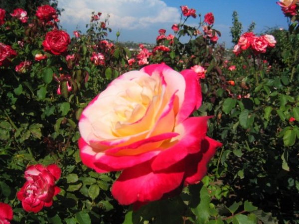 Роза чайно-гибридная фото и описание сорта, посадка и уход 