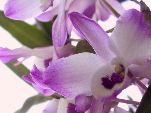 Дендробиум орхидея - уход в домашних условиях с фото и видео 