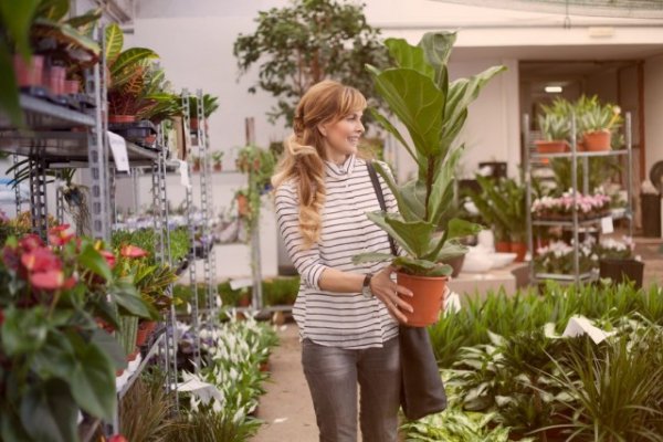 Покупка комнатных растений в вопросах и ответах с фото и видео 