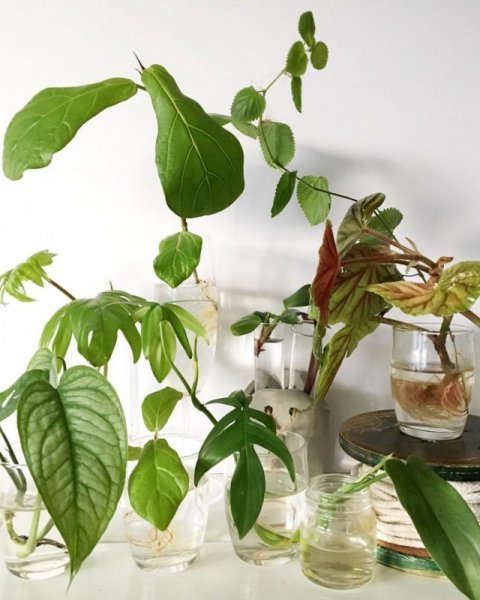 10 комнатных растений, которые легко получить из черенков. Как черенковать? Список с фото 