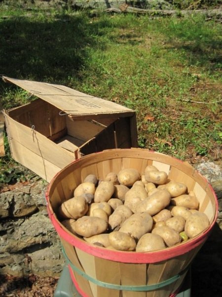 Как правильно хранить картофель - условия и температура 