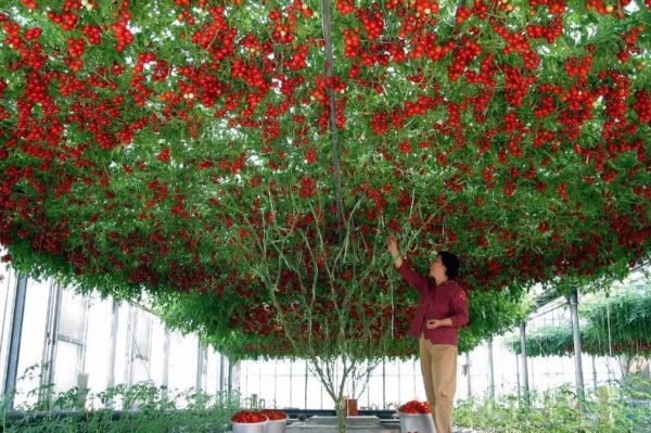 Как вырастить помидорное дерево в домашних условиях - Спрут, Цифомандра и другие разновидности, отзывы, фото и видео 