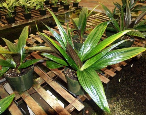 Куркулиго-молинерия — шикарные листья при минимальном уходе. Выращивание в домашних условиях. Виды. Фото и видео 