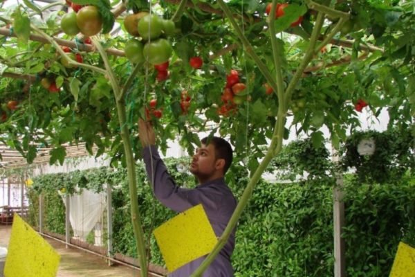 Как вырастить помидорное дерево в домашних условиях - Спрут, Цифомандра и другие разновидности, отзывы, фото и видео 