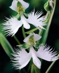 Выращивание орхидей с фото и видео. Как приручить строптивую орхидею? 