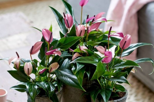 Лучшие комнатные растения с яркими прицветниками — список названий с фото и видео