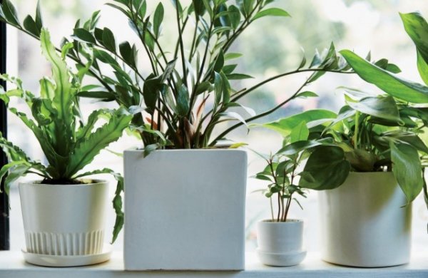Адаптация комнатных растений после покупки. Как ухаживать за растениями после покупки? 