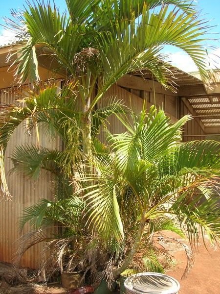 Хризолидокарпус - уход в домашних условиях, фото и видео пальмы 