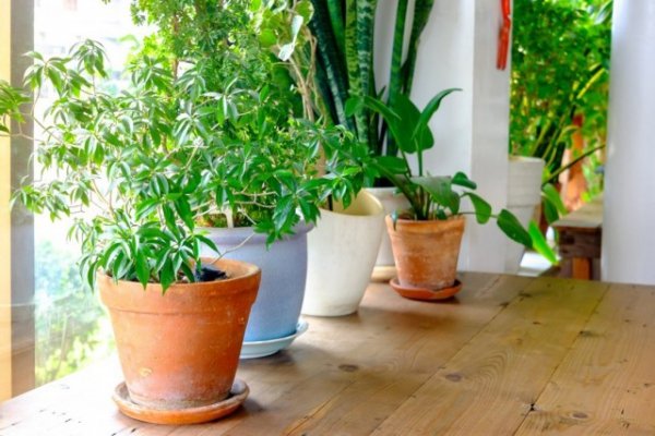 Адаптация комнатных растений после покупки. Как ухаживать за растениями после покупки? 