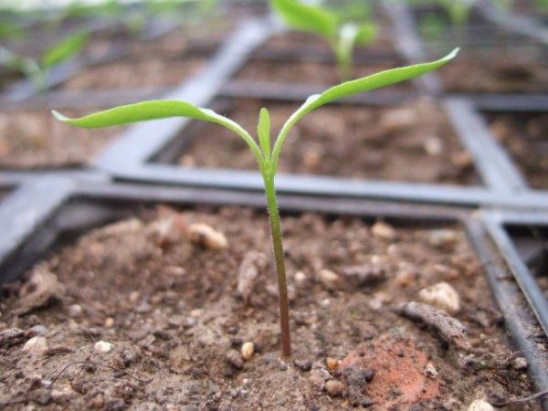 Выращивание рассады перца - когда сажать, посев, уход, сорта с фото 