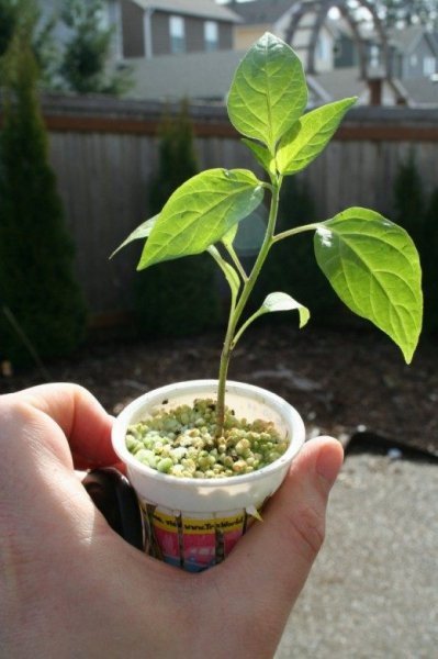 Выращивание рассады перца - когда сажать, посев, уход, сорта с фото 