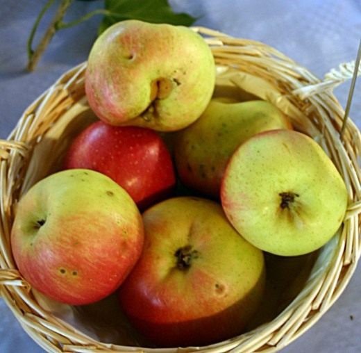 Яблони на даче и в саду, выращивание и уход, сорта 