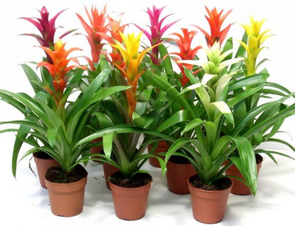 Лучшие комнатные растения с яркими прицветниками - список названий с фото и видео 