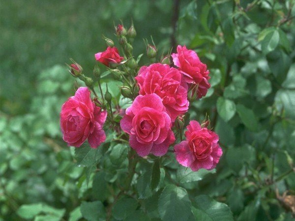 Уход за розами ранней весной и поздней, посадка и тд, видео (садовые, плетистые, комнатные) 