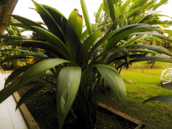 Куркулиго-молинерия — шикарные листья при минимальном уходе. Выращивание в домашних условиях. Виды. Фото и видео 