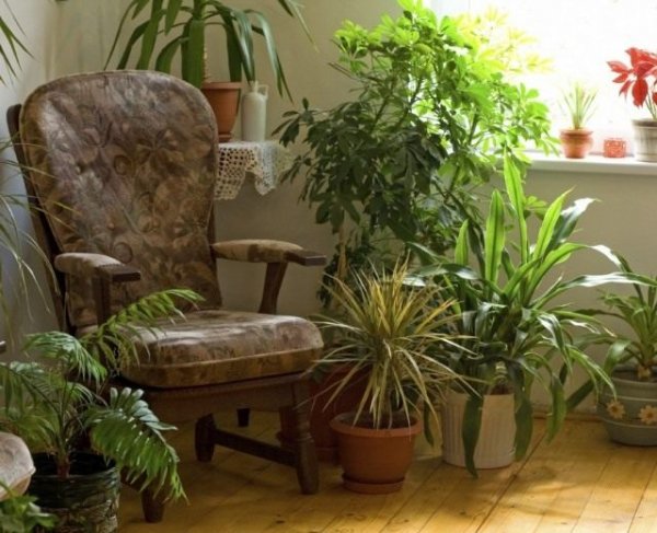 Лучшие теневыносливые растения для дома фото и названия с описанием 