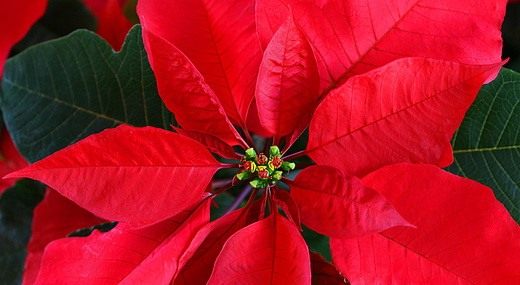 Рождественская звезда цветок Пуансеттия — фото, уход