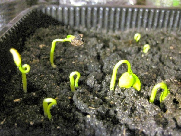 Как вырастить киви в домашних условиях из семян, косточки с видео и фото 
