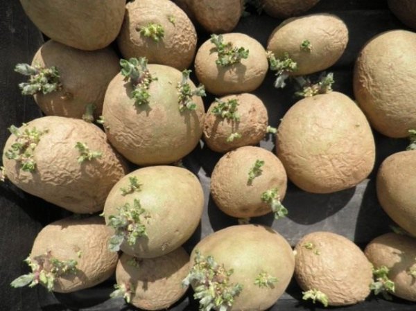 Выращиваем картофель - подготовка, посадка и уход от А до Я 
