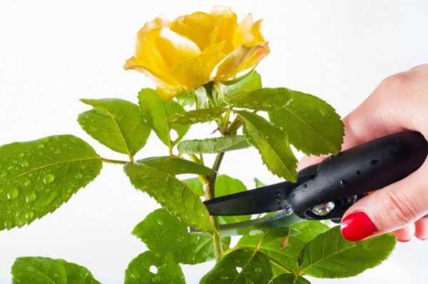 Как правильно обрезать комнатную розу - способы и видео 