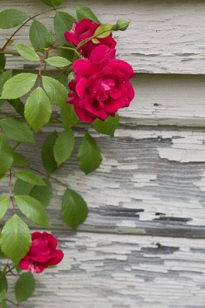 Роза плетистая - уход в домашних условиях, выращивание 